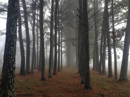 autumn conifer evergreen fall fog foggy forest