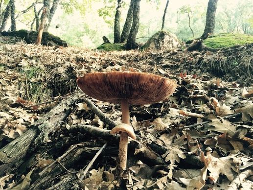 autumn danger environment fall forest fungi fungus