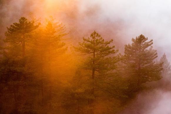autumn dawn evergreen fall fog forest gold
