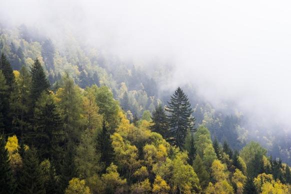 autumn daytime environment evergreen fall fog forest