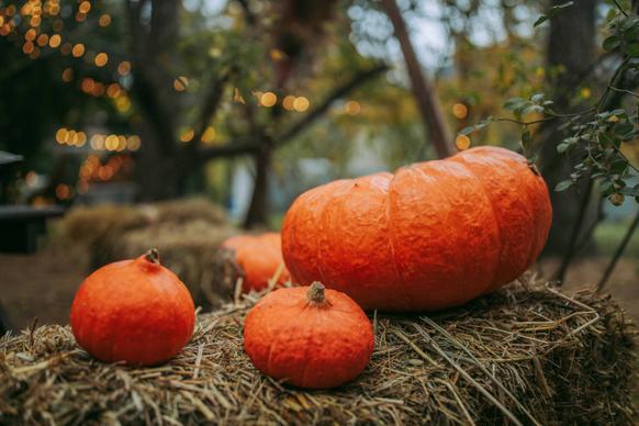 autumn decorative picture elegant closeup pumpkins 