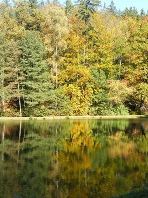 autumn emerge pond