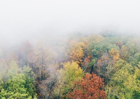 autumn environment fall fog foliage forest haze