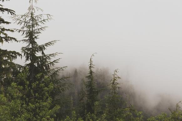 autumn evergreen fall fir fog forest haze landscape