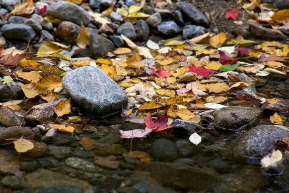 autumn fall foliage leaves rocks water