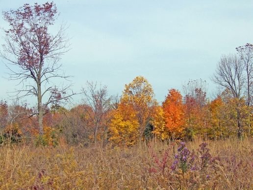 autumn field