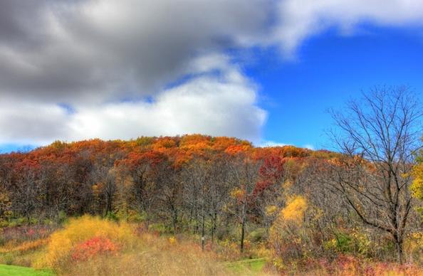 autumn forest in blue mound state park wisconsin