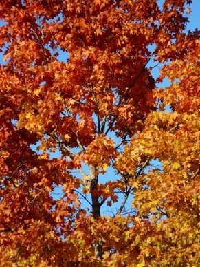 autumn forest tree maple