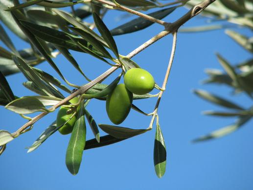 autumn fruits olives
