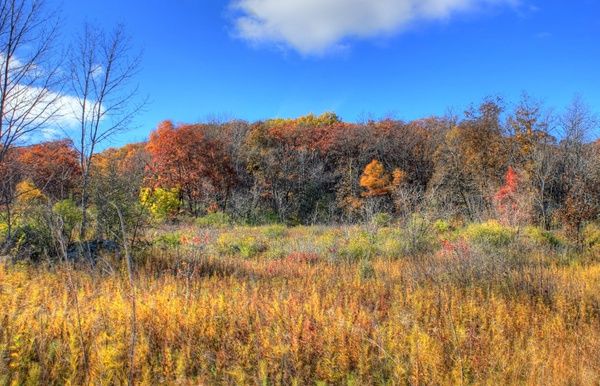 autumn hills and plants in blue mound state park wisconsin