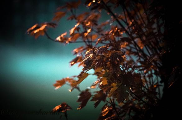 autumn in light