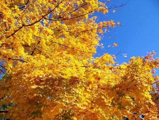 autumn leaves and blue sky