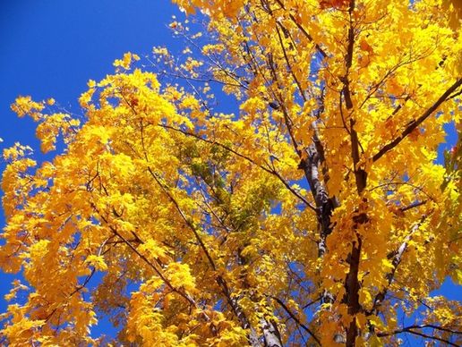 autumn leaves and blue sky