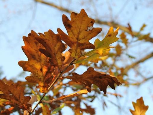autumn leaves sky