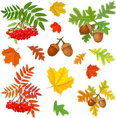 autumn leaves with fructification vector
