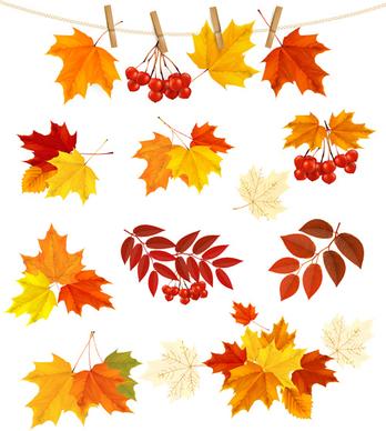 autumn leaves with fruit vector