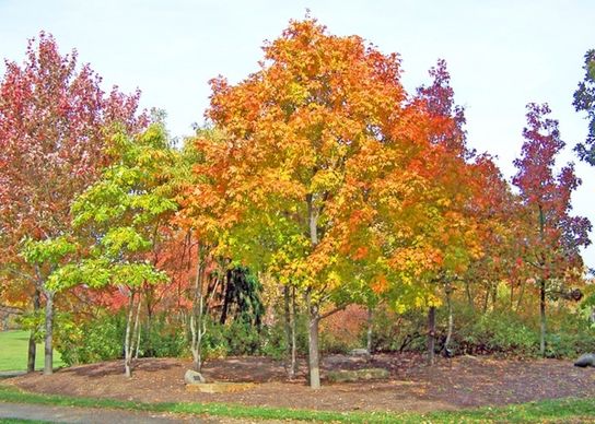 autumn maple trees in park