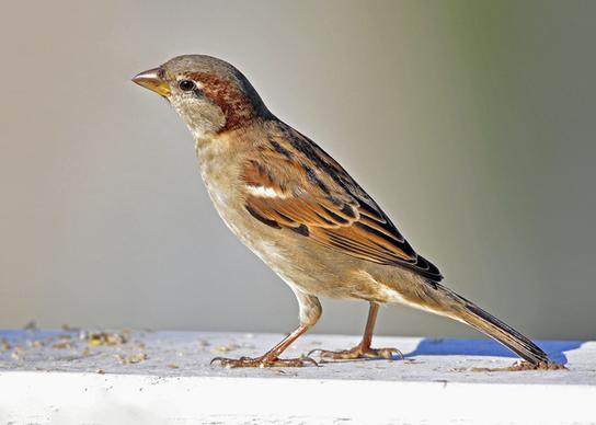 autumn sparrow
