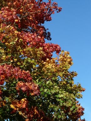 autumn tree leaves coloring