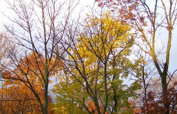 autumn trees