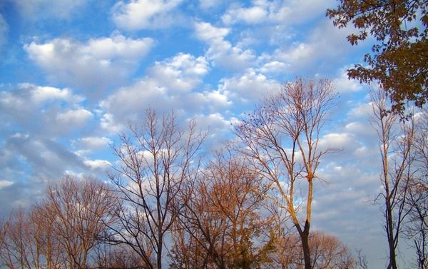 autumn trees and clouds 3