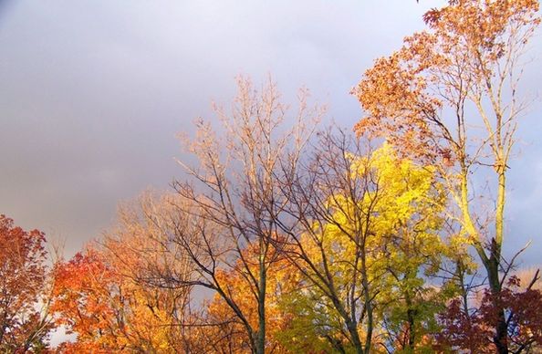 autumn trees and threatening clouds