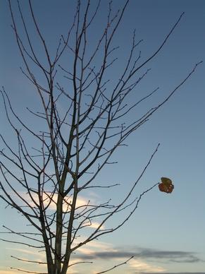 autumn winter tree