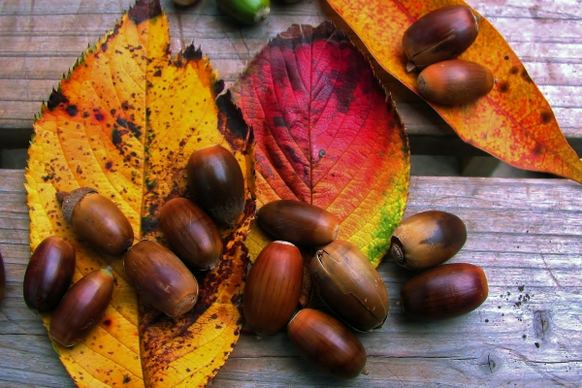 autumnfall leaves acorns