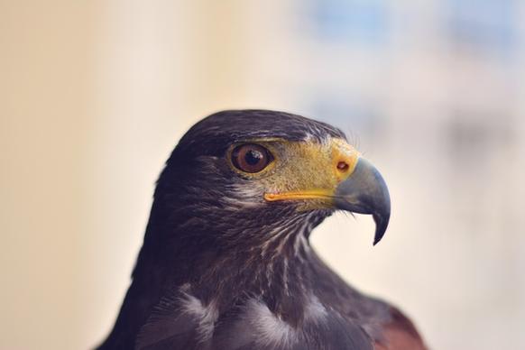 avian bald eagle beak bird bird of prey daytime