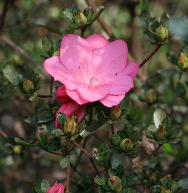 azalea pink spring