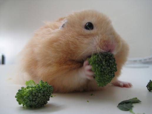 baby borscht and broccoli