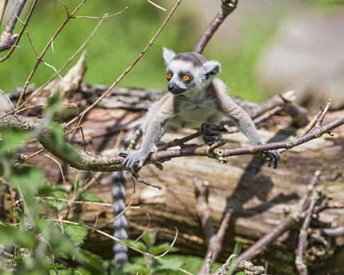 baby lemur playing