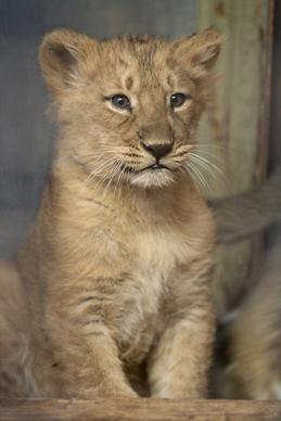 baby lioness naui