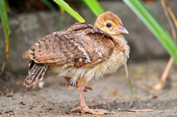 baby peafowl