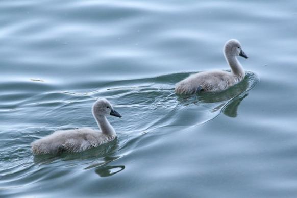 baby swan baby swans swan