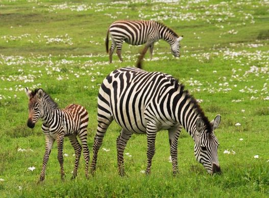 baby zebra safari serengeti