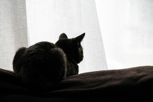back of cat sitting by window curtains