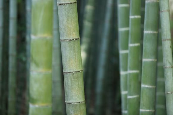 background bamboo blur daytime decoration food