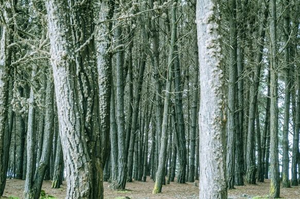 background bark branch forest frost grove landscape