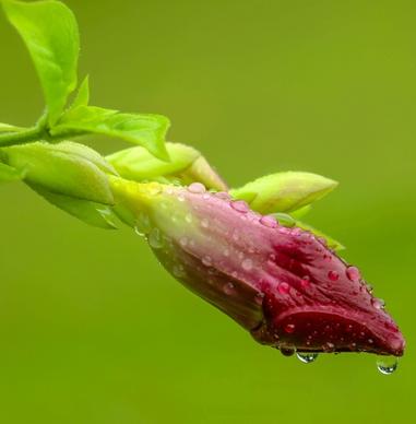 background blossom blur bud drop flower food growth