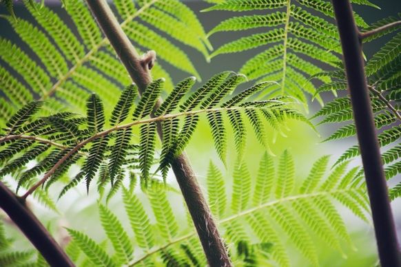 background bracken bright close detail exotic fern