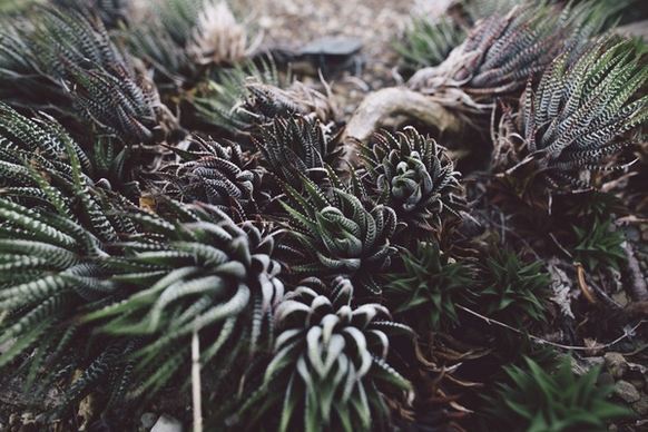 background cactus close closeup color coniferous