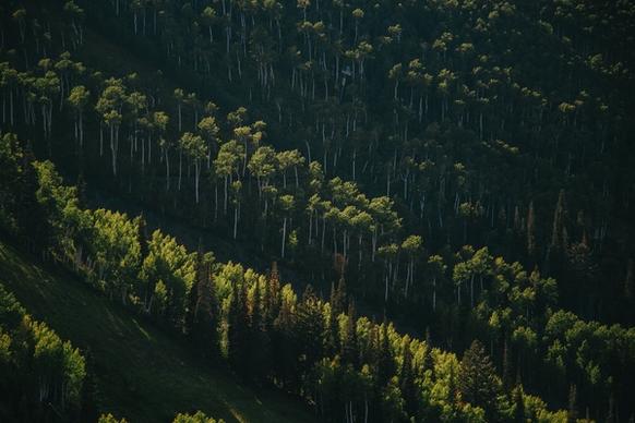 background conifer cropland evergreen forest