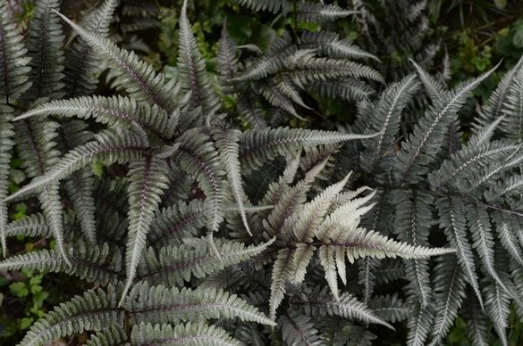 background daytime detail exotic fern garden growth