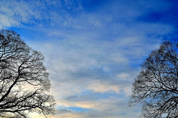 background of sky and trees
