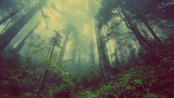 backlit fog foliage forest landscape leaves light