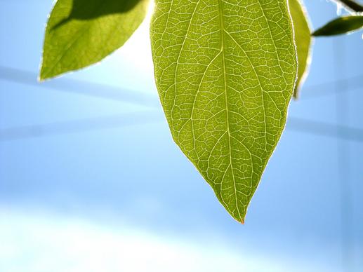 backlit leaf