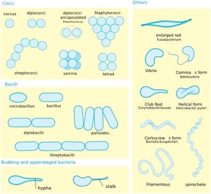 Bacterial Morphology Diagram clip art