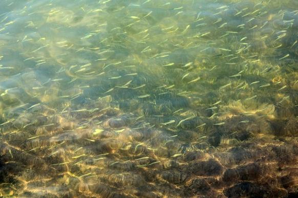 bait fish swimming in the shallows at biscayne national park florida