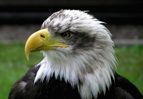 bald eagle adler raptor